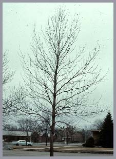 winter_tree